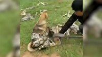 Pitonun boğmak üzere olduğu köpeği çocuklar kurtardı