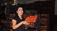 Domates fiyatları çiftçinin yüzünü güldürüyor
