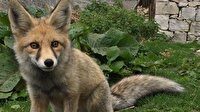 Kızıl tilki yaylacıların maskotu oldu