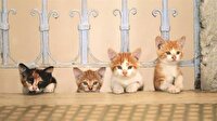 Kılavuzunuz kedi, keyfiniz yerinde olsun