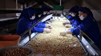 Fındık ihracatında yeni hedef Brezilya ve Meksika