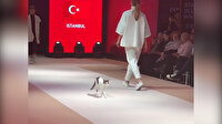 Sevimli kedi mankenlere yürüyüş dersi verdi