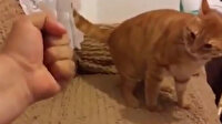 Hırçın kedi yumruğu affetmedi
