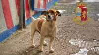 İtalyan mafyasının tek korkusu: Avcı köpek 'Pocho'