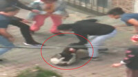 Tasmasız pitbull sokak kedisini dakikalarca bırakmadı