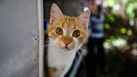 İki öğretmen yaptı karavan kedi evi oldu