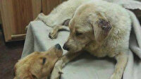 Yavrusu ölmekte olan anne köpeğe böbreğini bağışladı