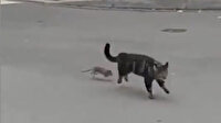 Fareyi avlamak isteyen kedi, kaçacak delik aradı