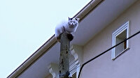 Kargadan kaçan kedi direkte mahsur kaldı