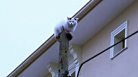 Kargadan kaçan kedi direkte mahsur kaldı