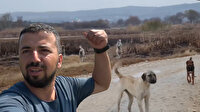 Başıboş sokak köpeklerinden böyle kurtuldu