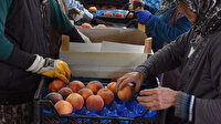Ruslar en çok şeftali aldı