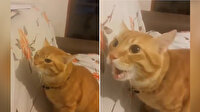 'Kindar kedi Haydar' ile sahibinin diyaloğu kahkahaya boğdu