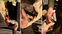 Albino boa yılanına tavşan uzatan adam hayatının şokunu yaşadı