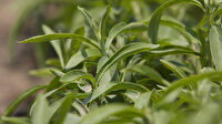 Stevia bitkisinin faydaları
