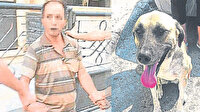 Sokak köpeği sapığı yakalattı