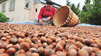 Fındıkta verim yüzde 38 arttı