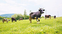 Et üretiminde yüzde 145 artış