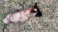 Yavru köpek ayakları kesilmiş halde ölü bulundu