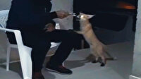 Vatandaş evine gelen tilkiyi eliyle besledi