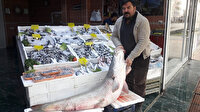 53 kilo ağırlığındaki balığı olta ile yakaladılar