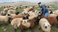 300 Koyun Projesi 2019'da tamamlanacak