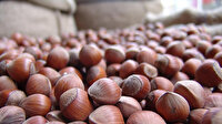 Giresun'da fındık kilogramı 14 liradan satılıyor