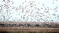 Dünya mirasındaki deltada göçmen kuşların şöleni