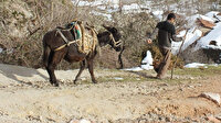 Eşeklik edip sahibinin yanağını kopardı