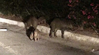 Bodrum'da domuzların saldırısına uğradı