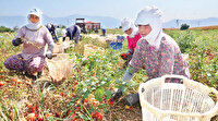 Çiftçiye 264 bin dekar daha arazi