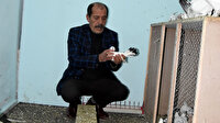 Güvercinlerine 50 bin TL harcıyor