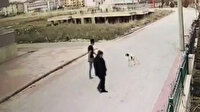 Otomobille köpeğe kasıtlı çarpma anı güvenlik kamerasında