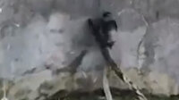 Şempanzeler merdiven kurup hayvanat bahçesinden kaçtı