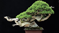 400 yıllık bonsai ağaçları çalınan Japon çiftten hırsızlara: Onları haftada bir sulayın