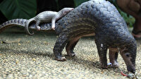 Çin'de 130 pangolin yetersiz bakımdan öldü
