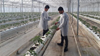 Sıfırdan başladı yıllık 500 ton domates üretiyor