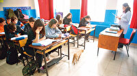 Bu kedinin 623 sahibi var