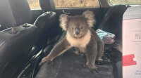 Sıcaktan bunalan koala araç klimasıyla serinledi