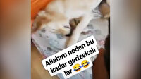 Köpeğe deodorantla işkence yapıp videosunu paylaştı