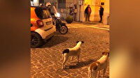 Motosiklete kafayı takan köpekler