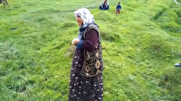 Yaşlı kadının ineği sulama kanalında telef oldu
