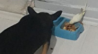 Muhabbet kuşu ile köpeğin dostluğu