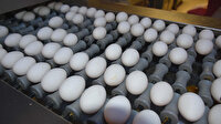 'Yumurtadaki ayrımlar yanıltıcı olabilir'