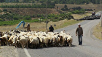 5 bin lira maaşla çoban bulamıyorlar