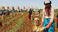 Adana’da patates hasadı başladı