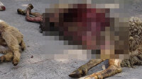 Çiftliğe giren köpekler dehşet saçtı