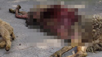 Çiftliğe giren köpekler dehşet saçtı