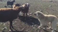 Koçların kavgasını çoban köpekleri ayırmaya çalıştı