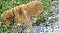 Sözün bittiği yer: Köpeğin gözleri oyuldu